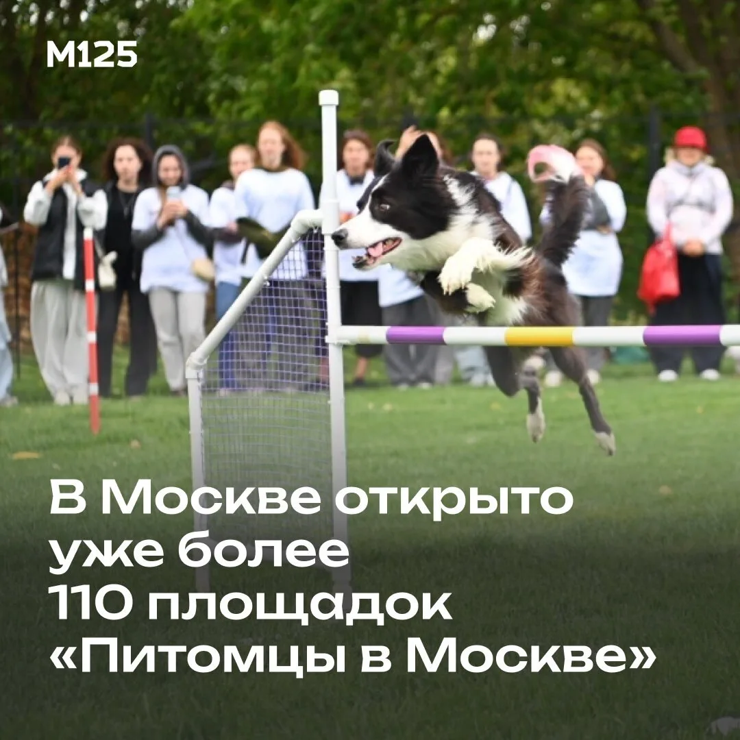 В Москве в рамках программы «Мой район» открыто уже более 110 площадок «Питомцы в Москве».