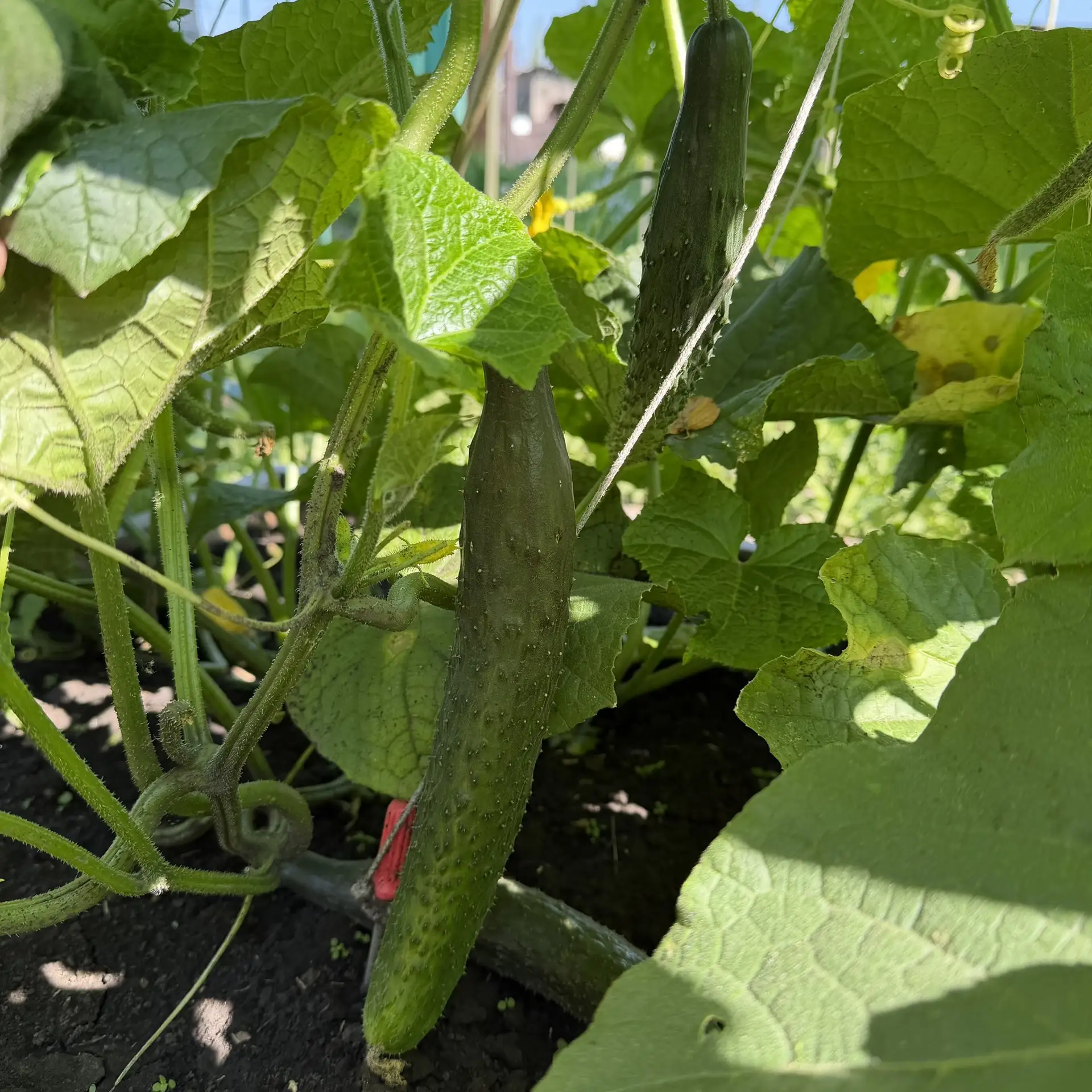 🌱 Наш огород в детском саду — маленькая территория больших открытий! 🥒🌿