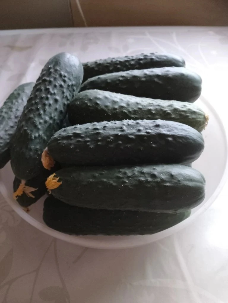 Продам огурчики, сниму с грядки. Цена 400 руб./кг. Забирать в Засопке. 89144633701