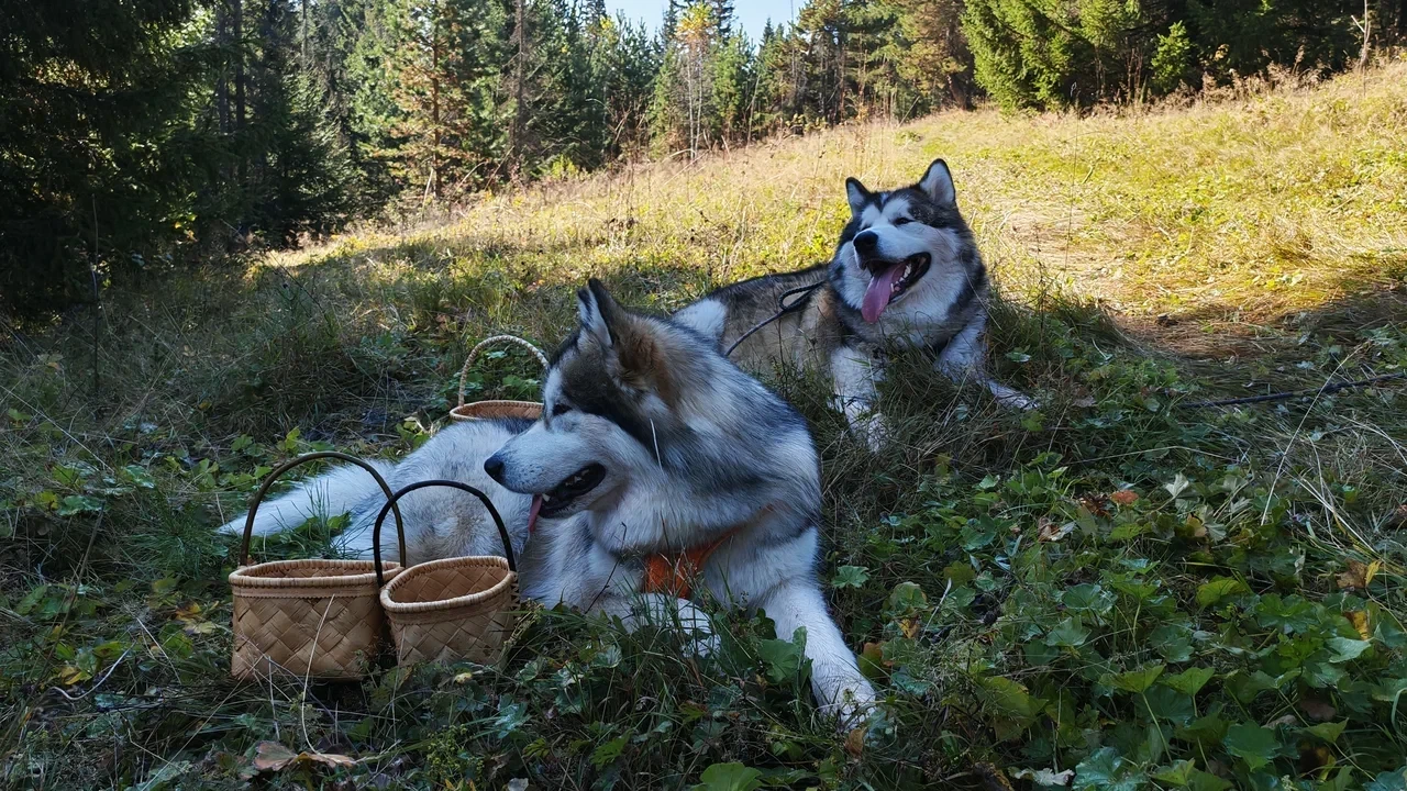 Даже (пусть и не совсем) дикие волки оценили наши корзиночки!🐺❤️