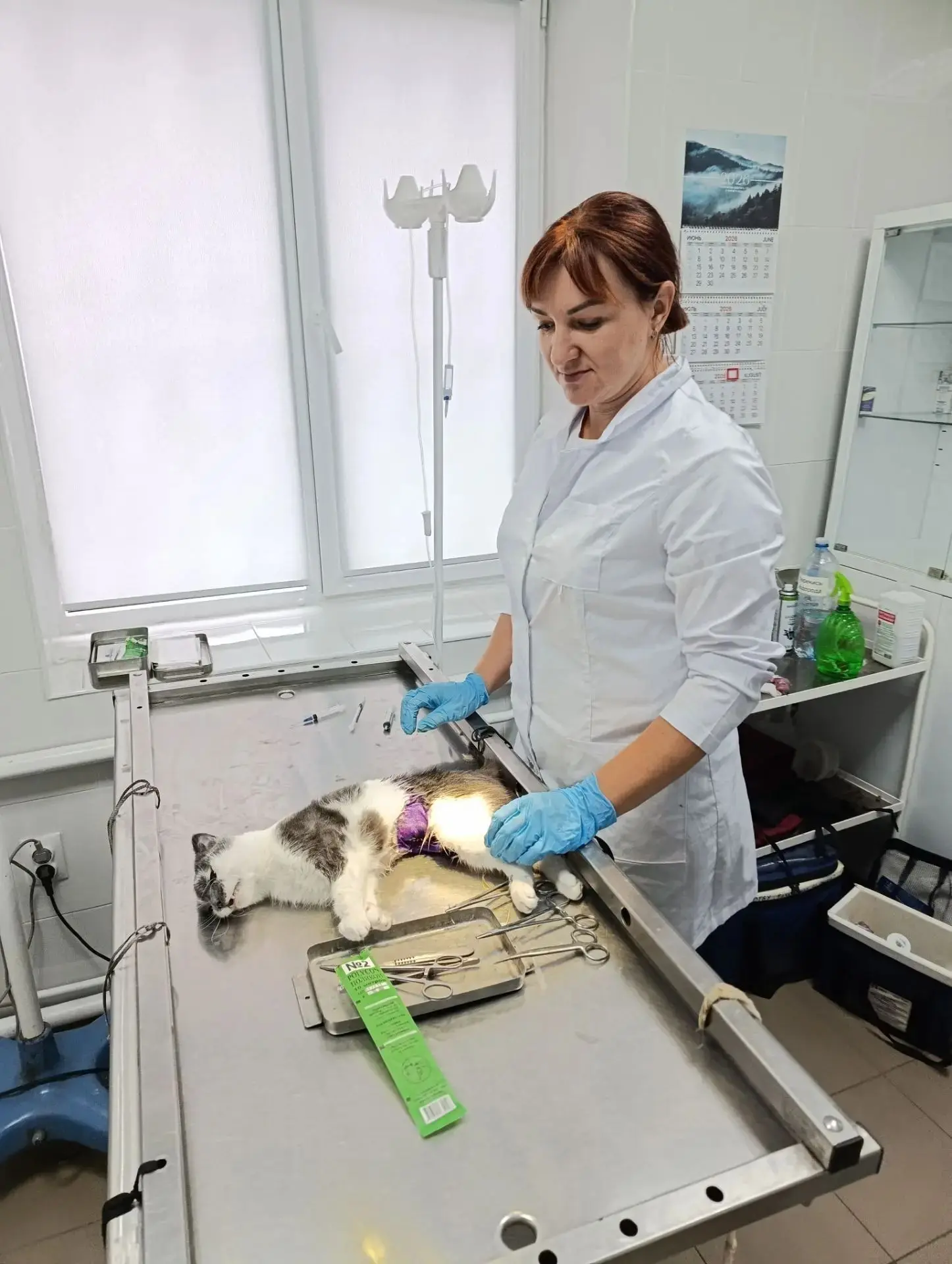😷 Клинический случай: пиометра.