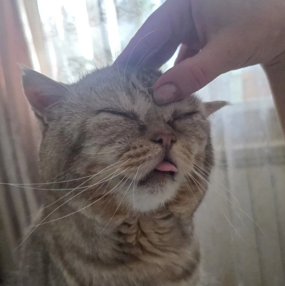 😴 Хороший понедельник начинается с массажа головы