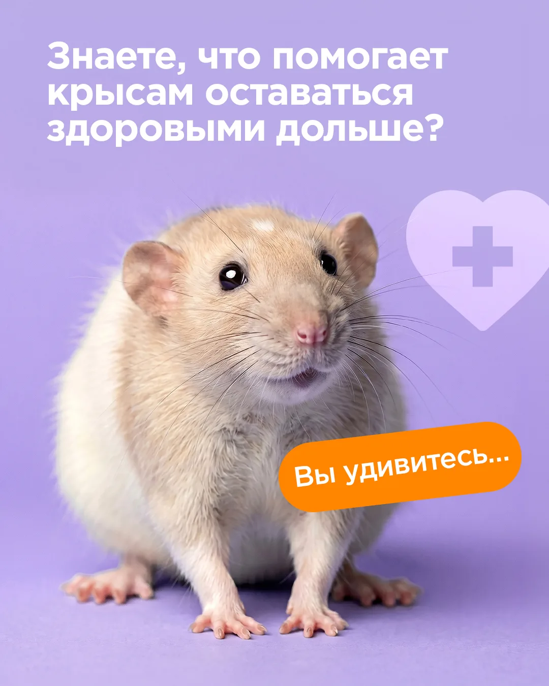 Знаете, что помогает крысам оставаться здоровыми дольше? 🐭💜