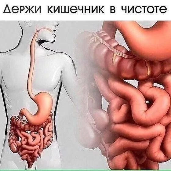 Очищаем кишечник! 💥