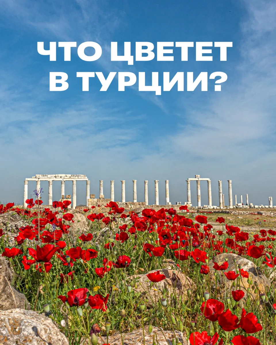 Турция — это не только море и отели 🐚

Некоторые туристы впервые приезжают в Турцию ради пляжей, 
