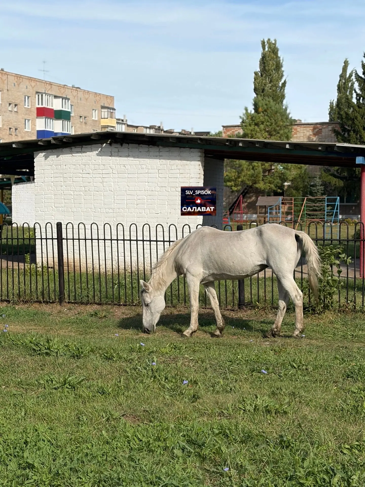 Автор: Здравствуйте!У кого лошадь сбежала? Кушает на улице Пархоменко 15