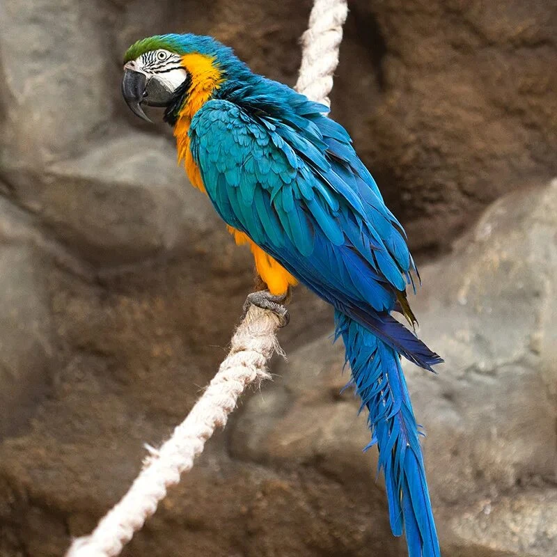🦜 Попугай Ара (ПАРА)