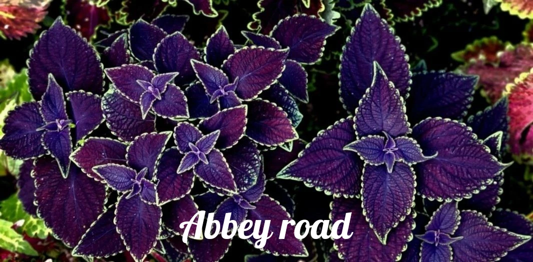 Abbey road