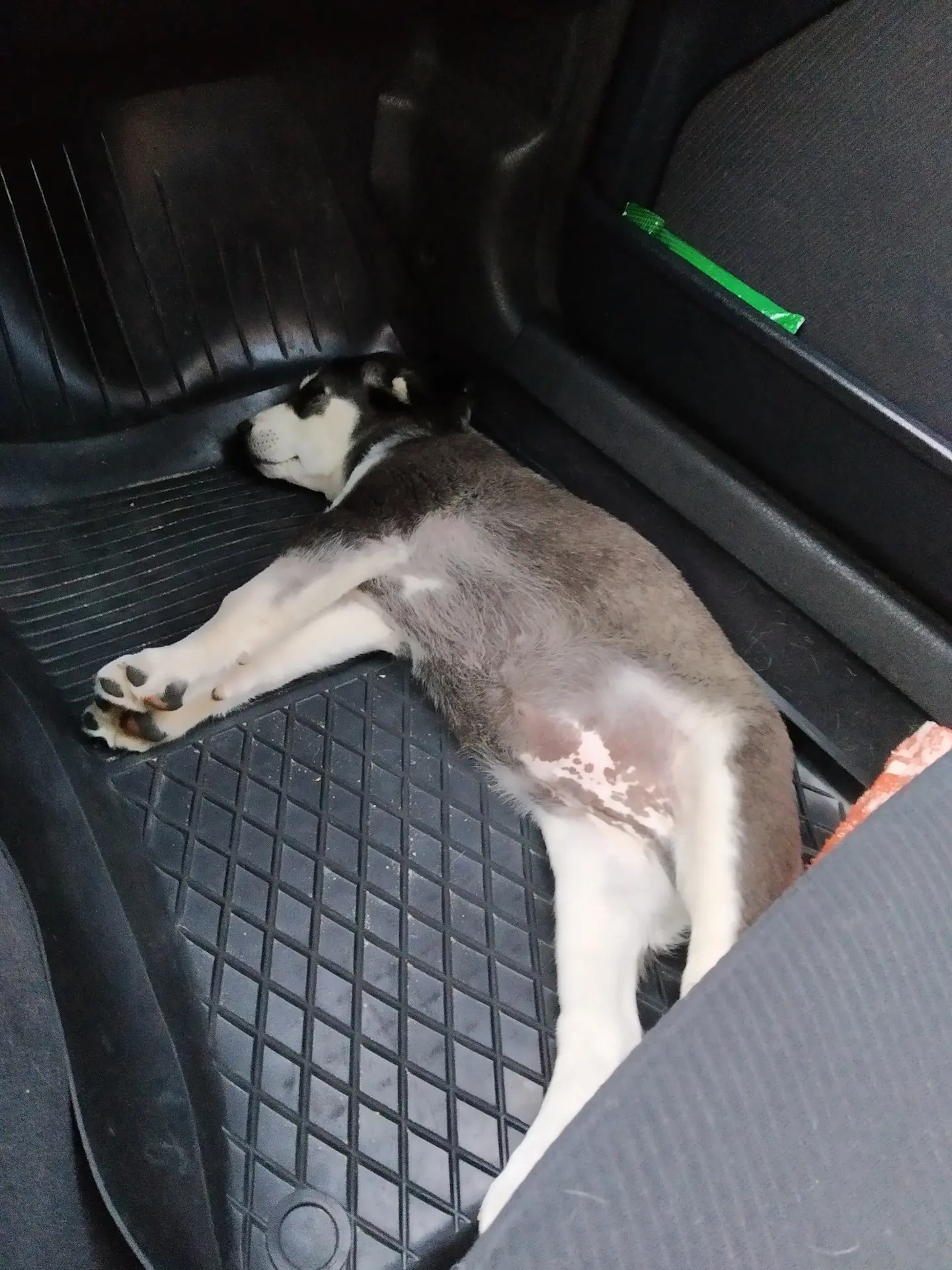 🐶 Пушистый DRIVE2: в отпуск с хвостатыми  Может ли инспектор штрафовать за собаку или кота в машине?