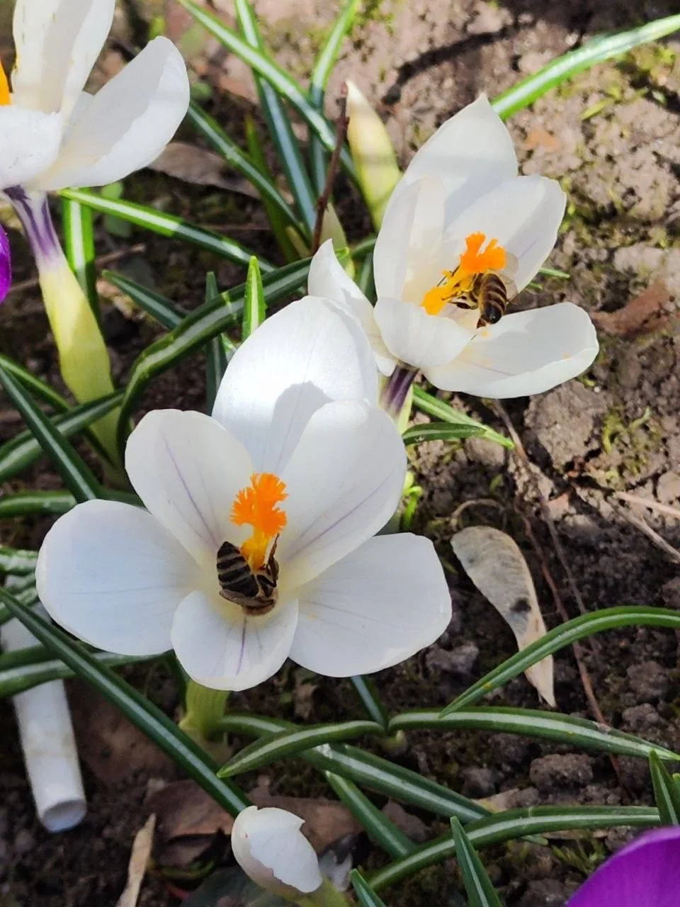 В Химках пчёлы уже вовсю собирают нектар 🐝