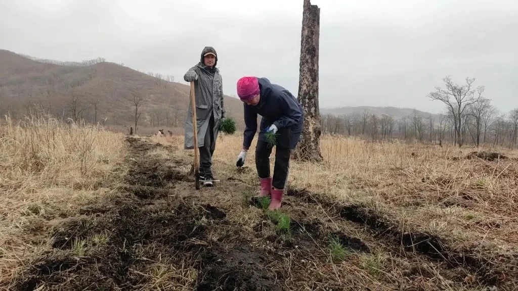 Посадка пяти тысяч саженцев кедра корейского прошла в национальном парке «Земля леопарда» 🌱  Необход