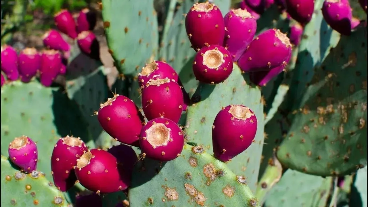 🌵 В Новороссийске поспел урожай съедобных кактусов!
