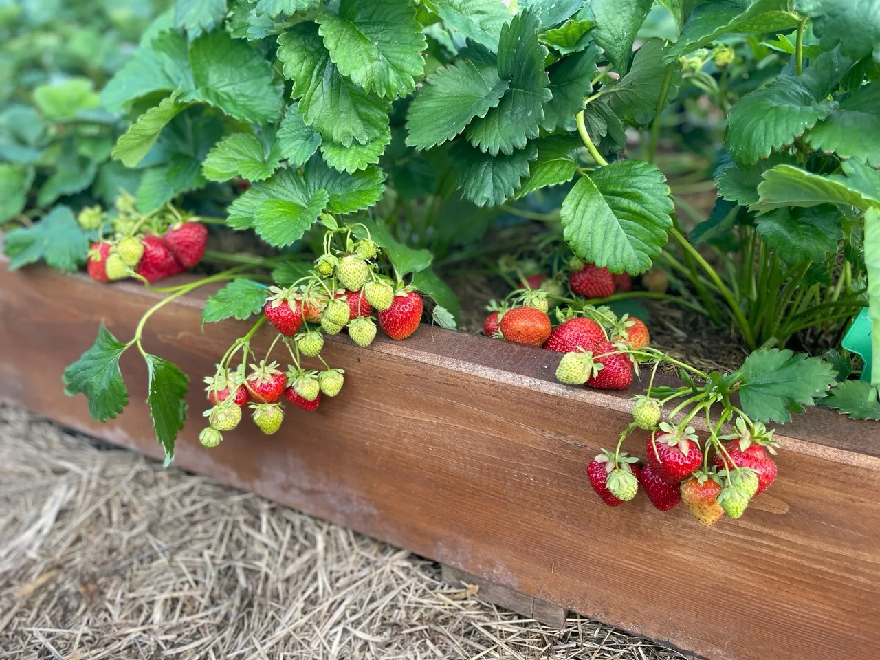 🍓Как сохранить урожай земляники в период затяжных дождей

В саду сейчас созревает земляника крупноп