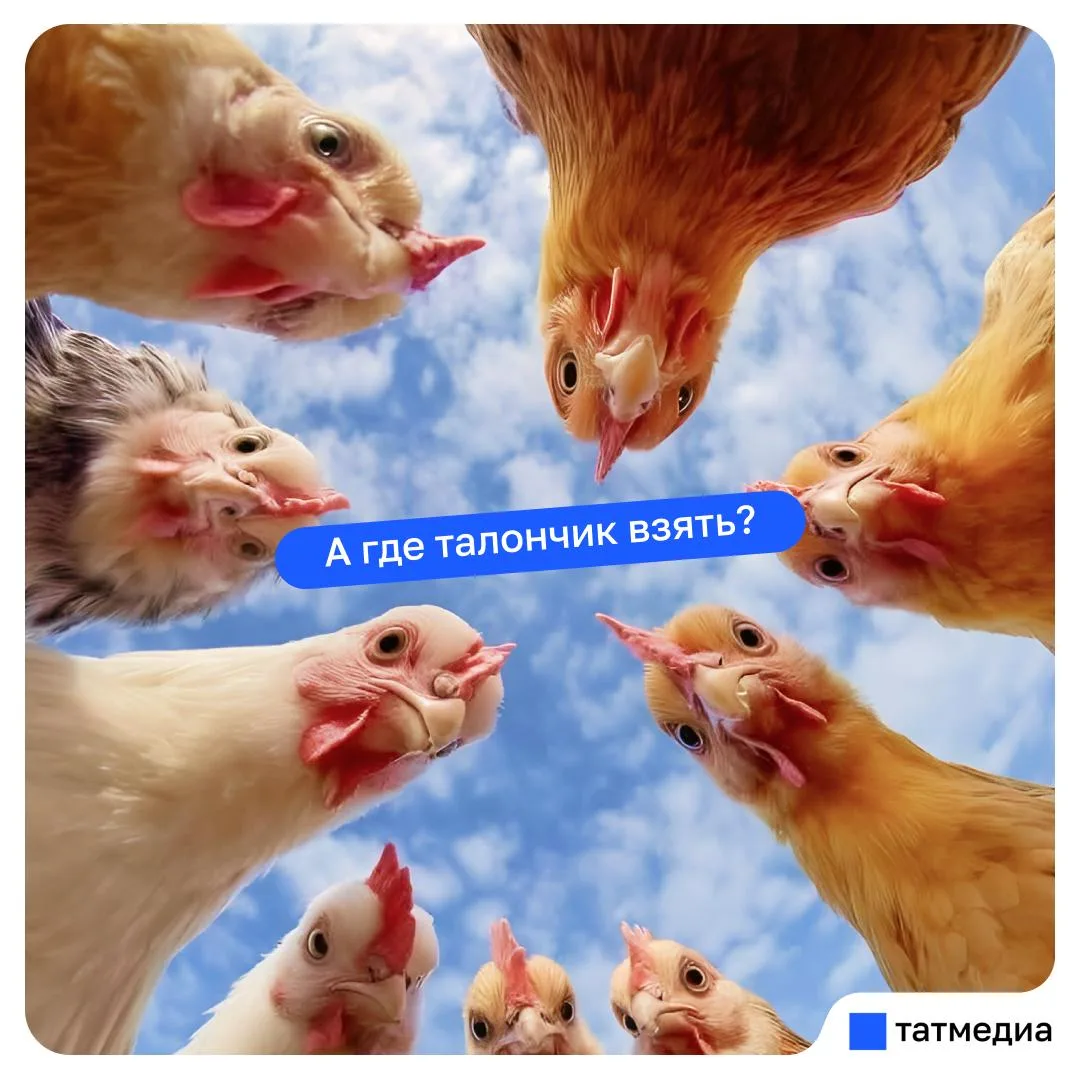 🐔📁 Кто уже повел куриц в МФЦ?