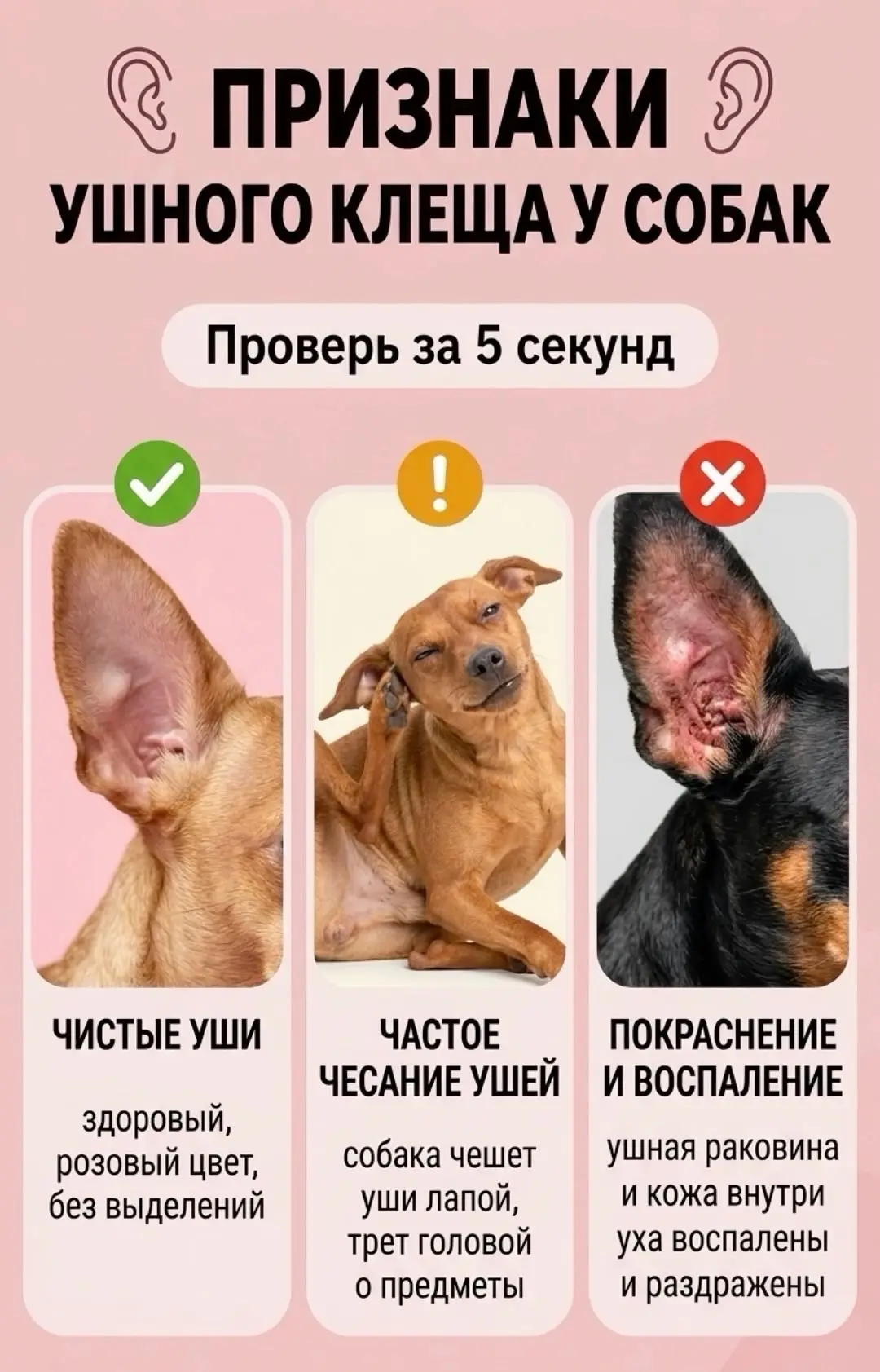 🔻Ушной клещ у собаки (отодектоз)-это паразитарное заболевание, которое вызывают микроскопические кл