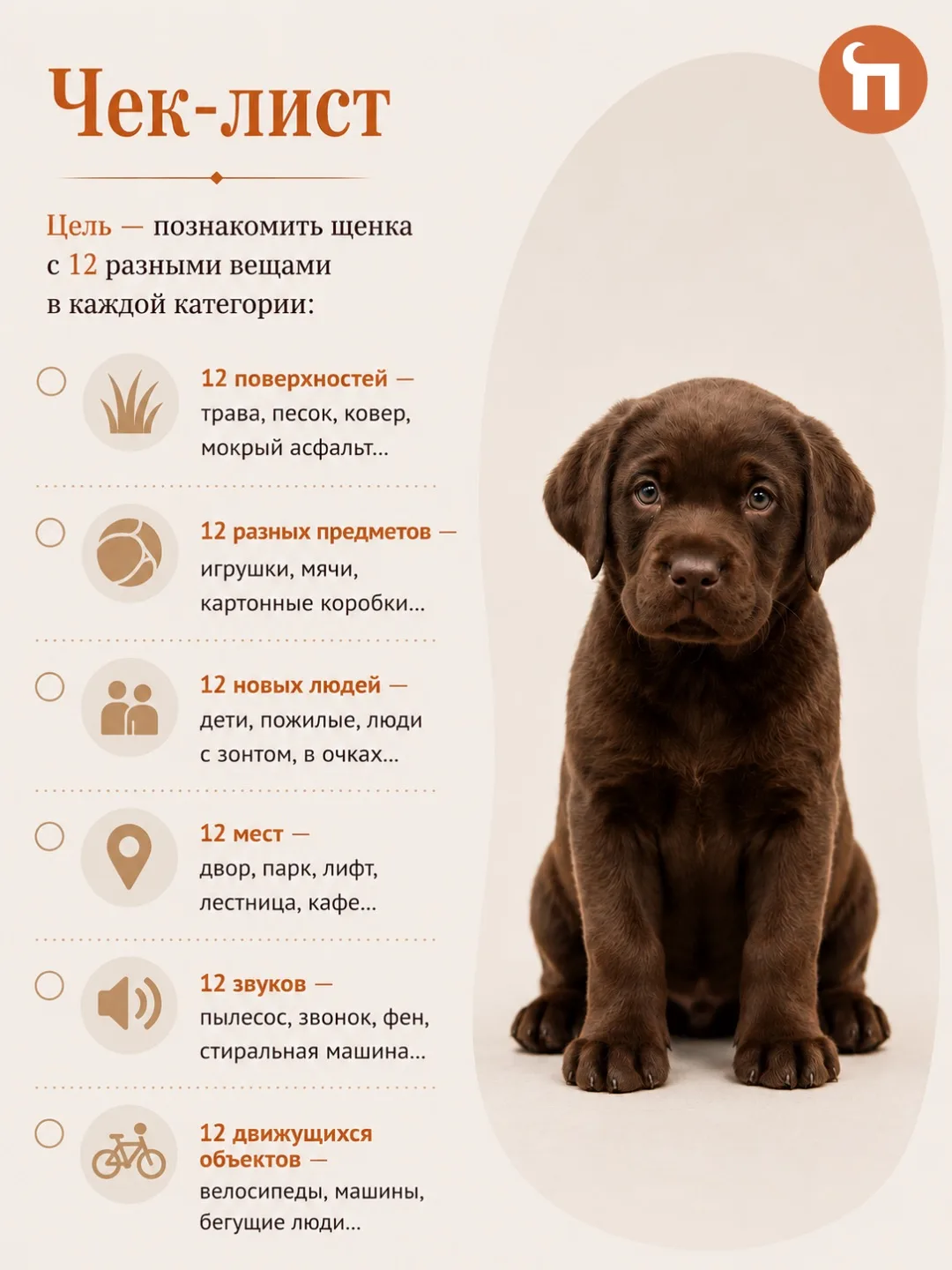 🐶12 вещей, которые должен успеть щенок до 12 недель