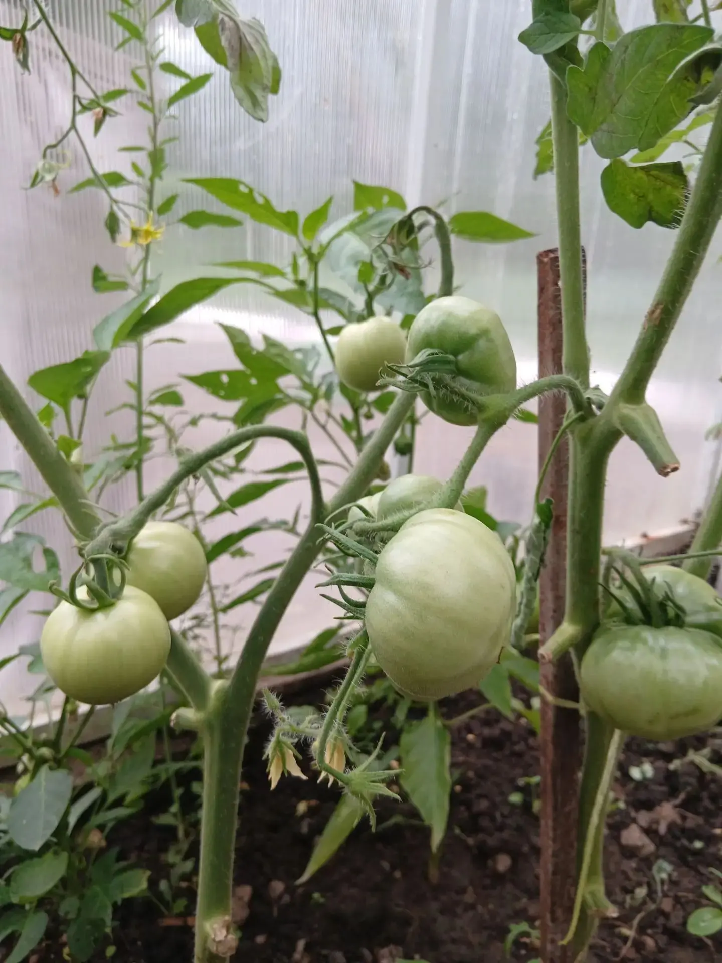🫑🍅🥒 Посмотрите на эти перцы, помидоры, кабачки и огурцы — в них столько тепла, старания и настоящ