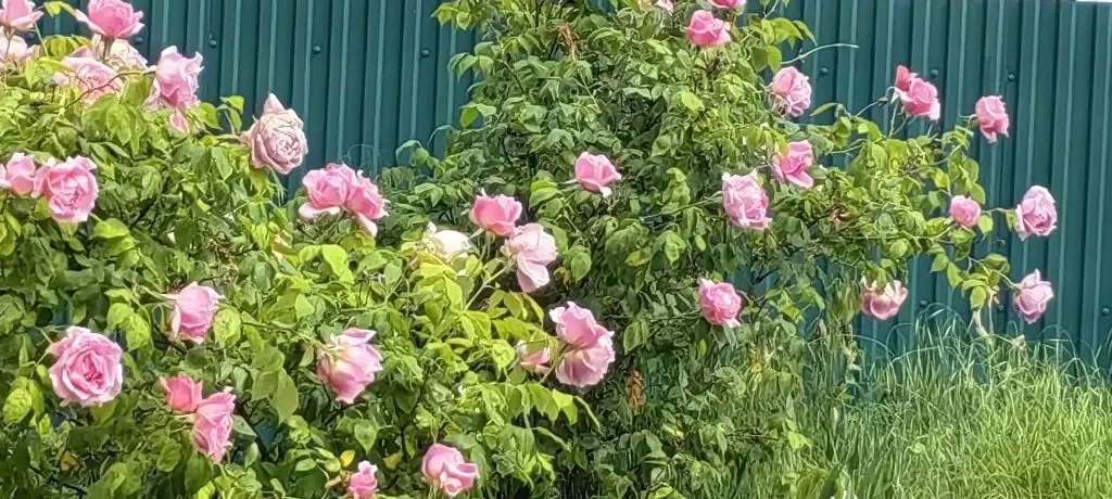 🌹Когда в городе зацветают розы, улицы словно оживают новой, особенной красотой  Воздух наполняется т