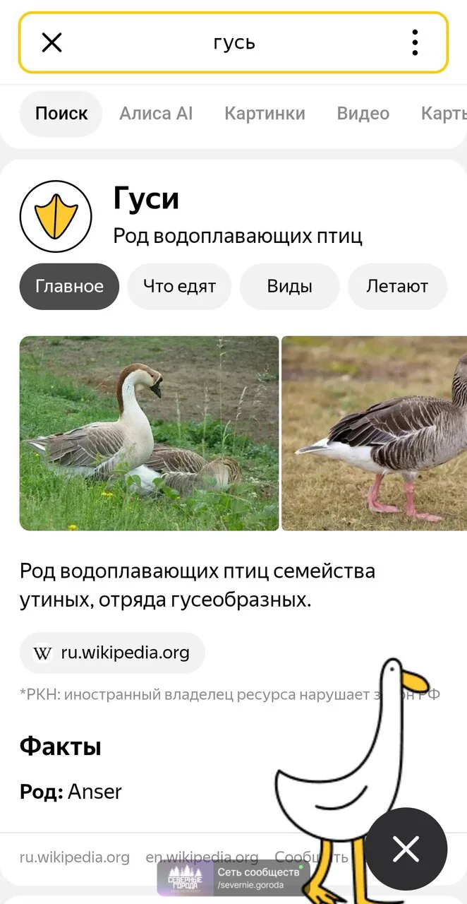 Яндекс после "пухососа" предлагает новые развлечения 😁