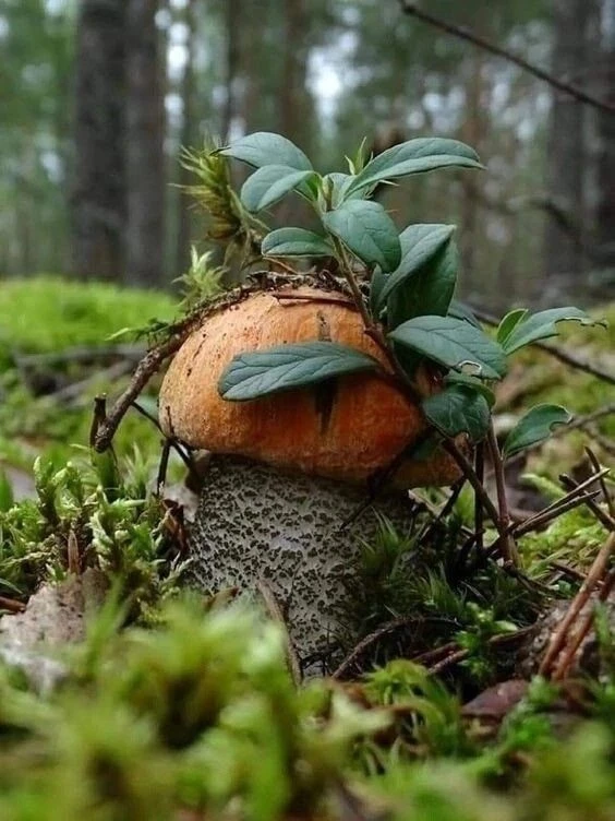 🍄‍🟫🍄‍🟫🍄‍🟫