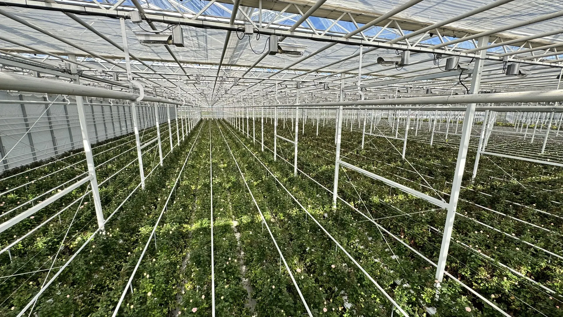 Наши розы начинаются здесь 🌿🌹