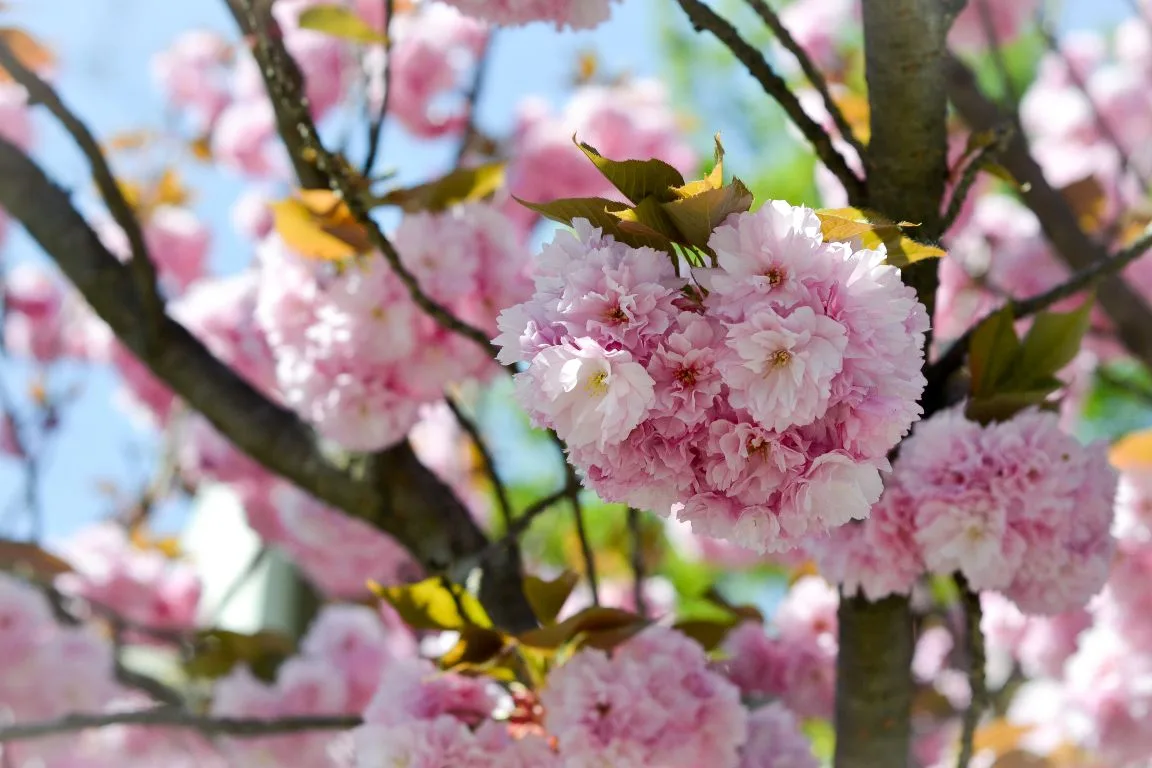 Такая красота у нас распустилась. Предлагаю полюбоваться вместе со мной. 🌸🦋🩷