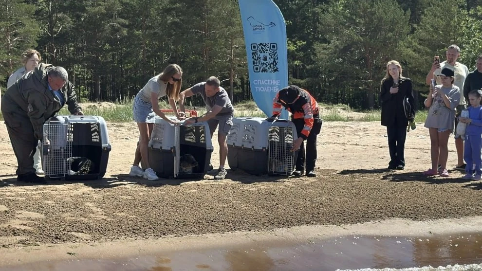 В Финский залив выпустили 250-го спасенного тюленя

Сегодня, 20 июня, в естественную среду обитания 
