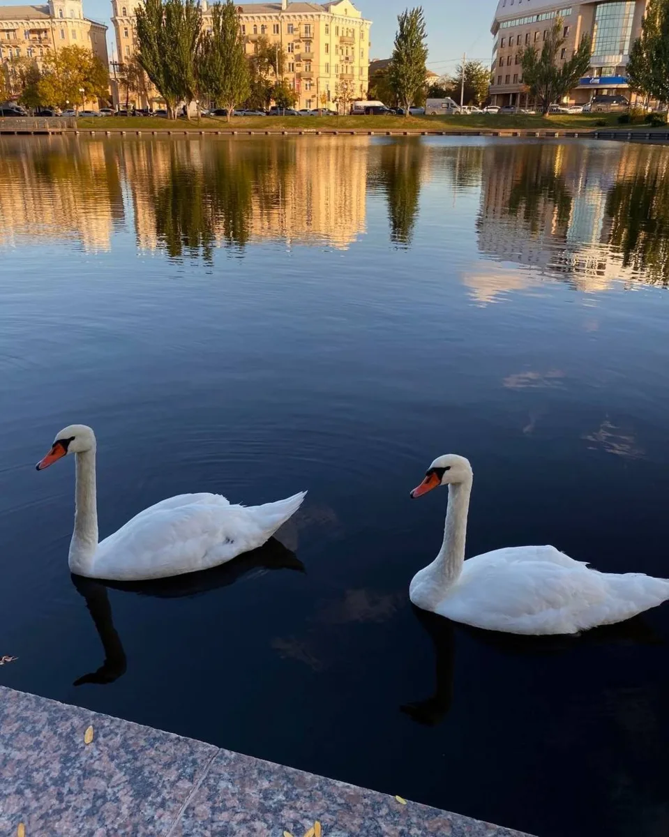 🦢 Где в Москве прямо сейчас можно увидеть лебедей.

Тёплая погода вернула белокрылых красавцев в 