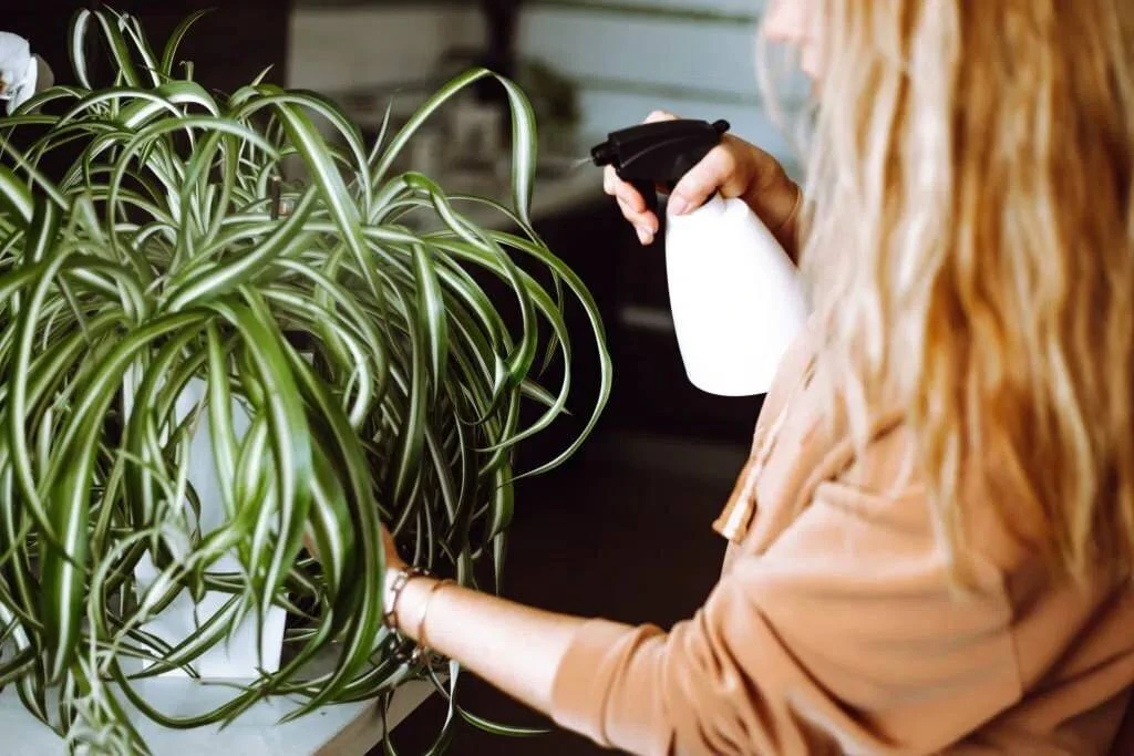 Уход за хлорофитумом 🌿

🌱 Свет: яркий, но мягкий. Лучше всего — восточные или западные окна.

🌱 П
