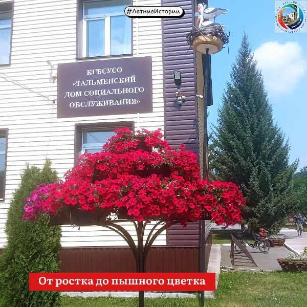 #ЛетниеИстории
От ростка до пышного цветка

💫 Лето шепчет: «Расцветай!» — и Тальменский ДСО отвечае
