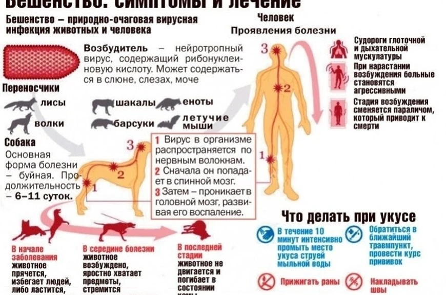 Бешенство — это смертельно опасное вирусное заболевание, поражающее нервную систему и п...