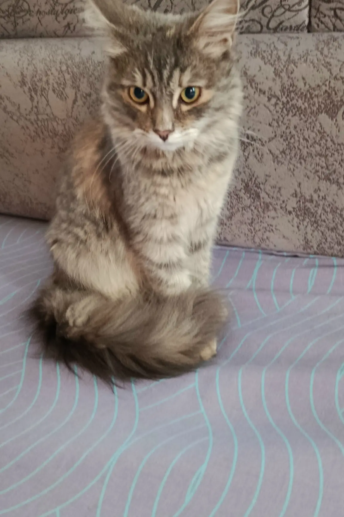 Кошечку выкинули на мусорку, месяцев 7, очень ласковая, с пушистым хвостом и красивыми ...