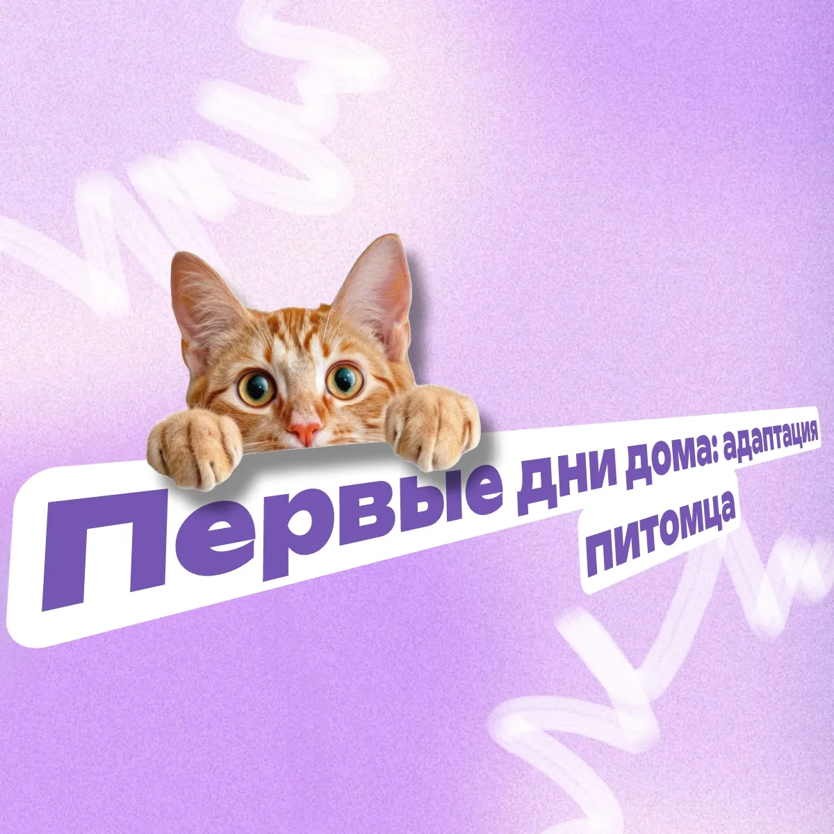 ПУШИСТАЯ НЕДЕЛЯ ПРОДОЛЖАЕТСЯ