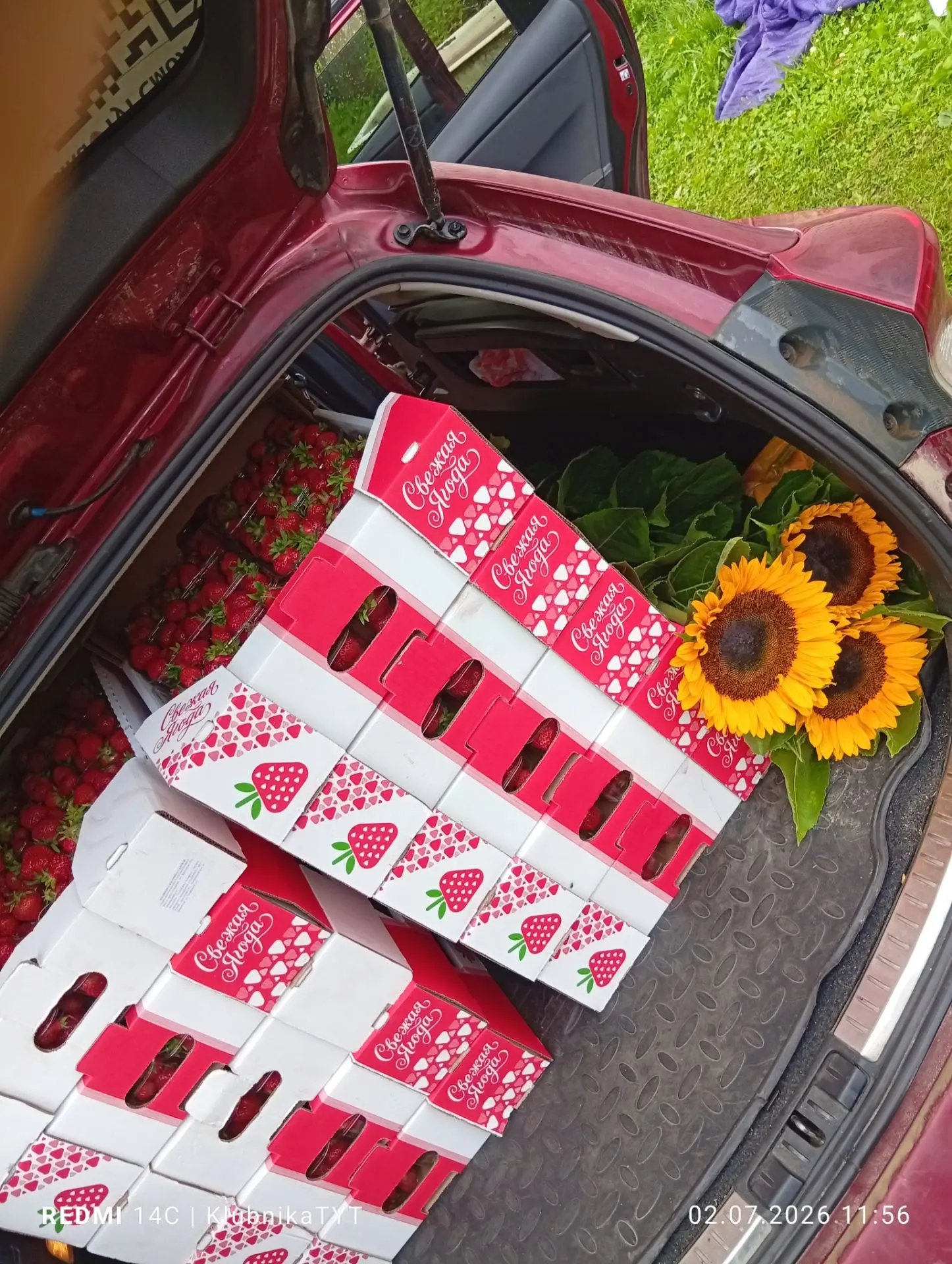 Сегодня отработал лист ожидания 🧾 и первые  подсолнухи 🌻  уже радуют новых хозяев. Яг...