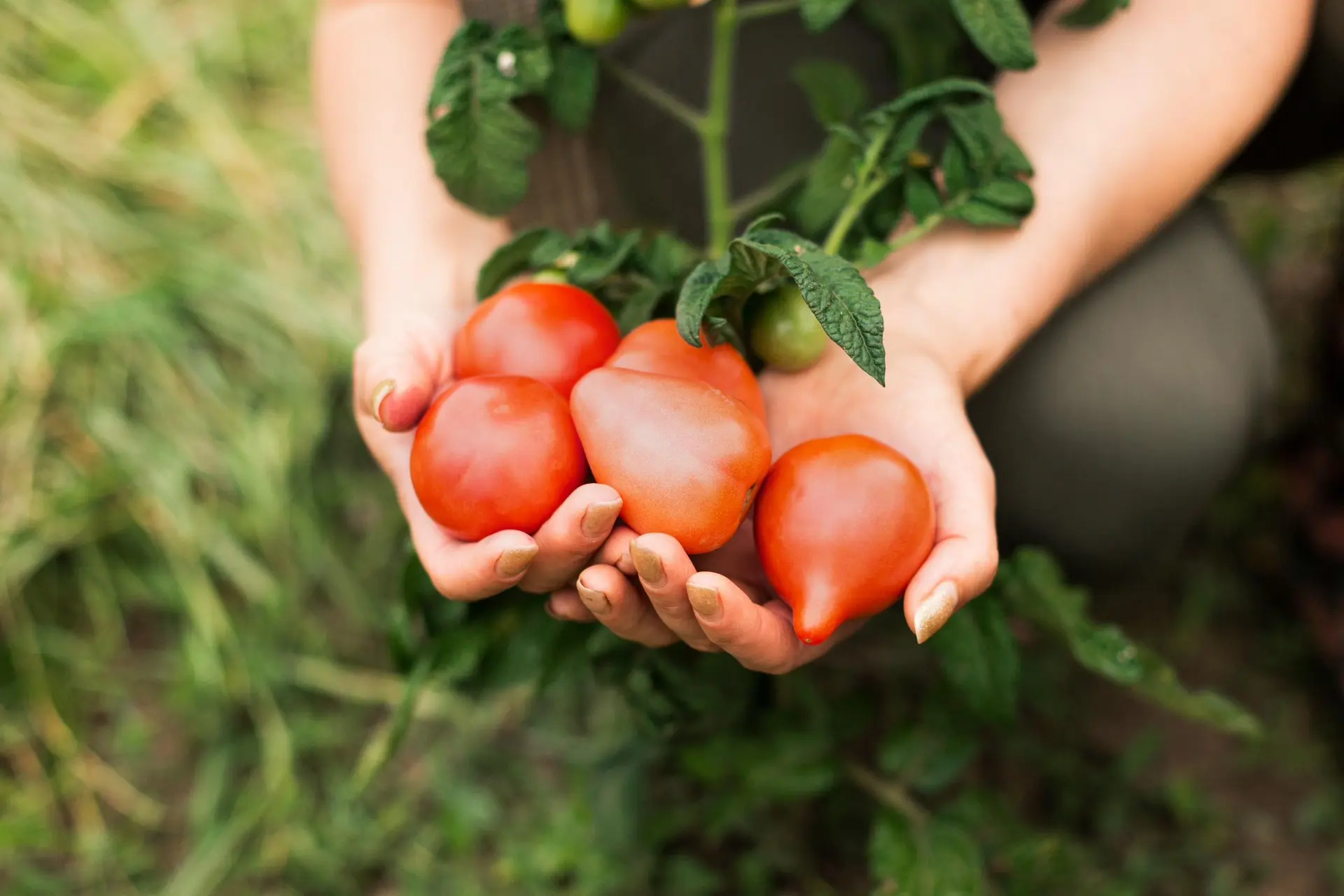 🍅 Почему трескаются томаты

Чаще всего это происходит 
из-за обильного полива после длительной засу