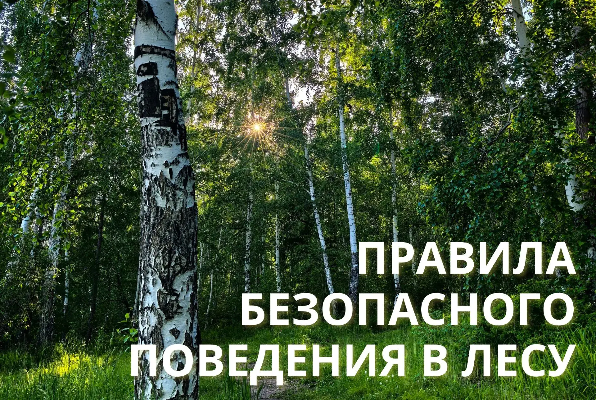 ❗Золотые правила безопасности: как не заблудиться в лесу во время сбора грибов и ягод❗