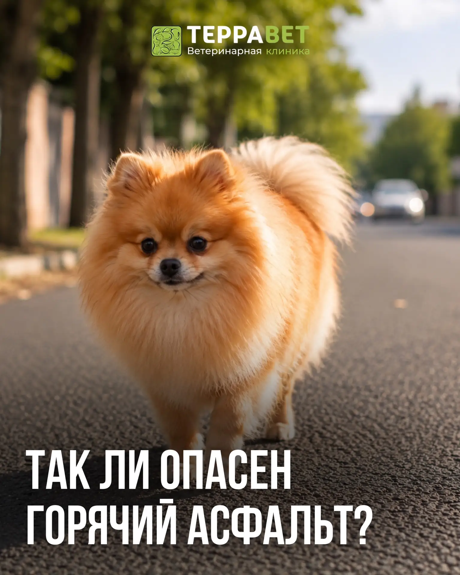 Летом асфальт и плитка нагреваются гораздо сильнее, чем воздух — и именно с ними напрям...