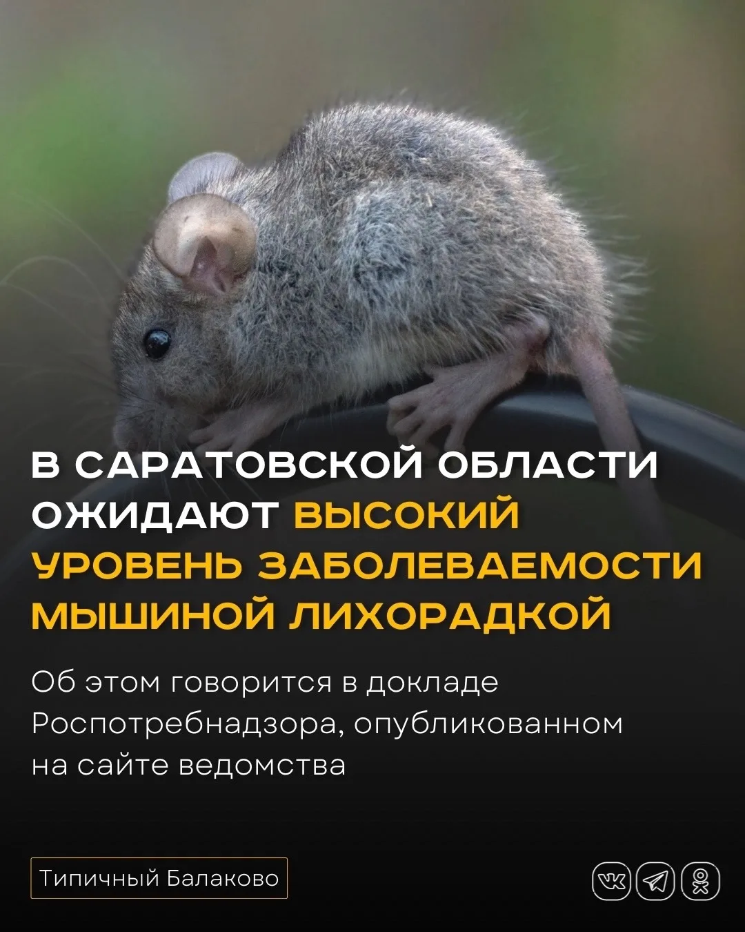 В Саратовской области ожидают высокий уровень заболеваемости мышиной лихорадкой

В Саратовской облас