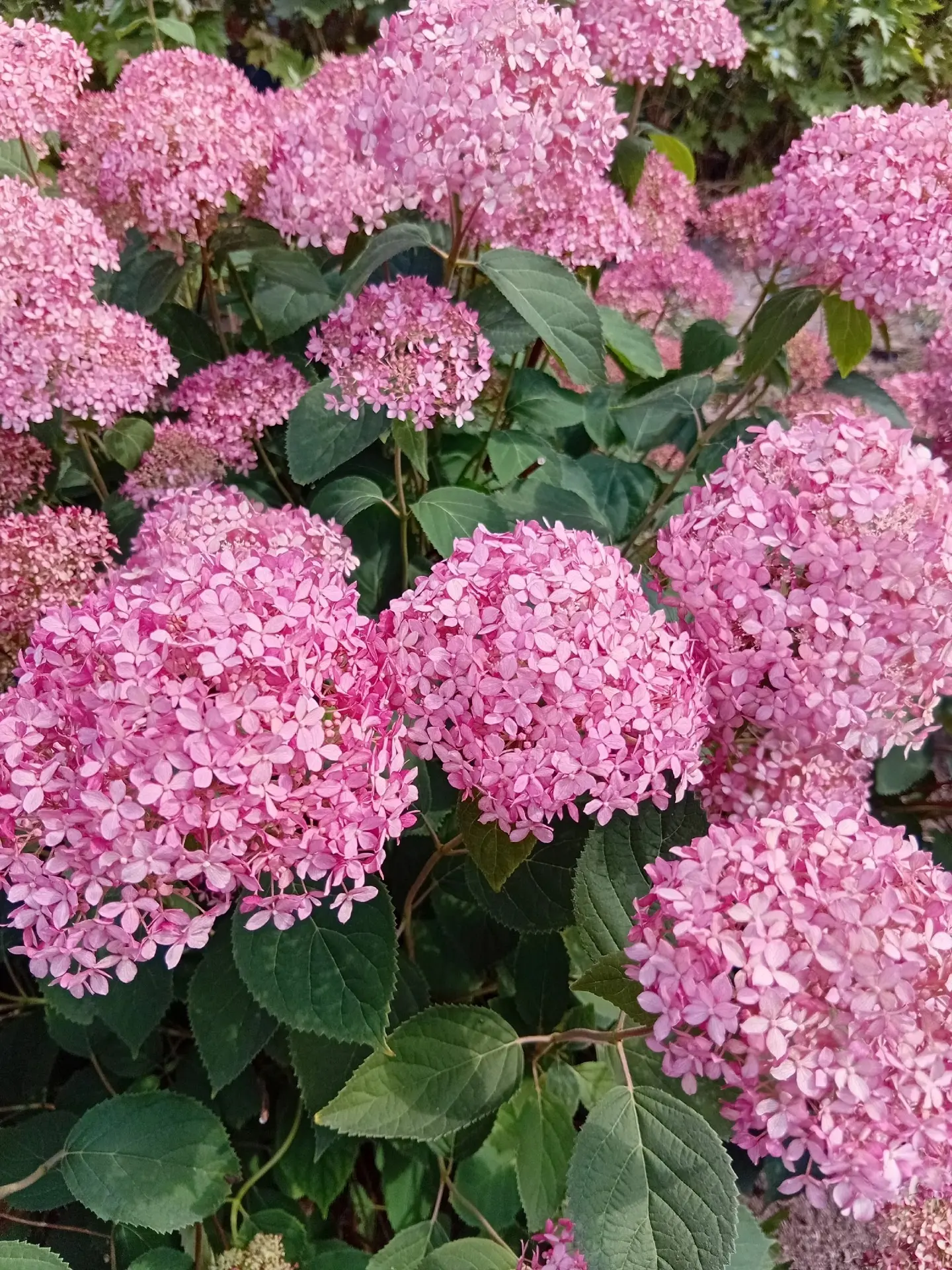 🌸 Не все гортензии одинаково подходят для Севера!

Многие покупают крупнолистную гортензию, а потом