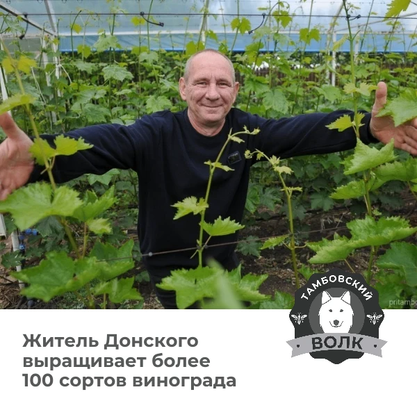 Житель Тамбовского округа выращивает более 100 сортов винограда и собирает до тонны яго...