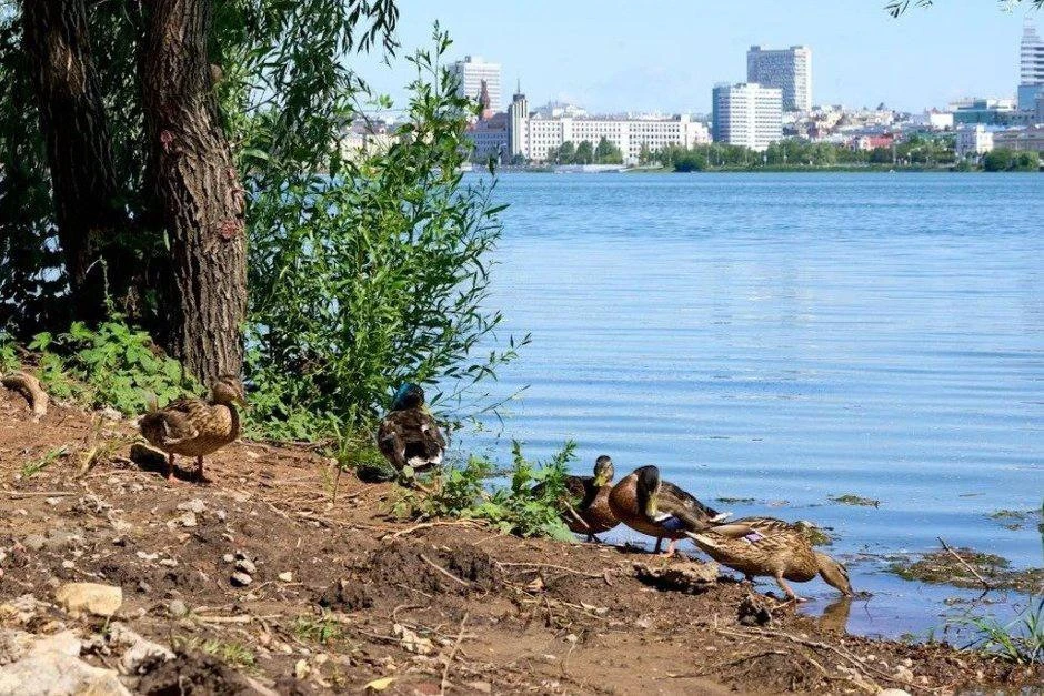🌳 На набережной озера Нижний Кабан стартовало масштабное озеленение: уже высадили 93 д...