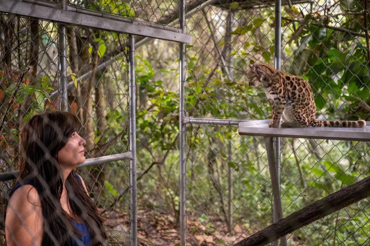 🇧🇴 Учёные открыли новый вид кошек, который назвали тилкайо (Leopardus tilcayo).