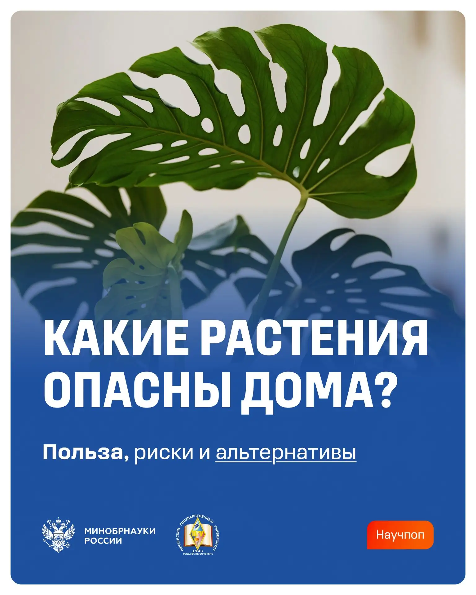 Какие комнатные растения могут быть опасны?