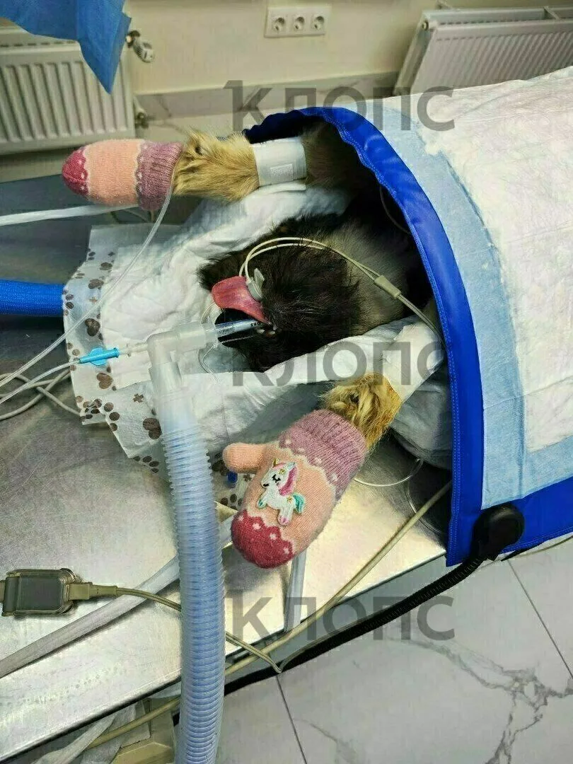 🐕 Сбитую машиной дворняжку Еву прооперировали и забрали домой
