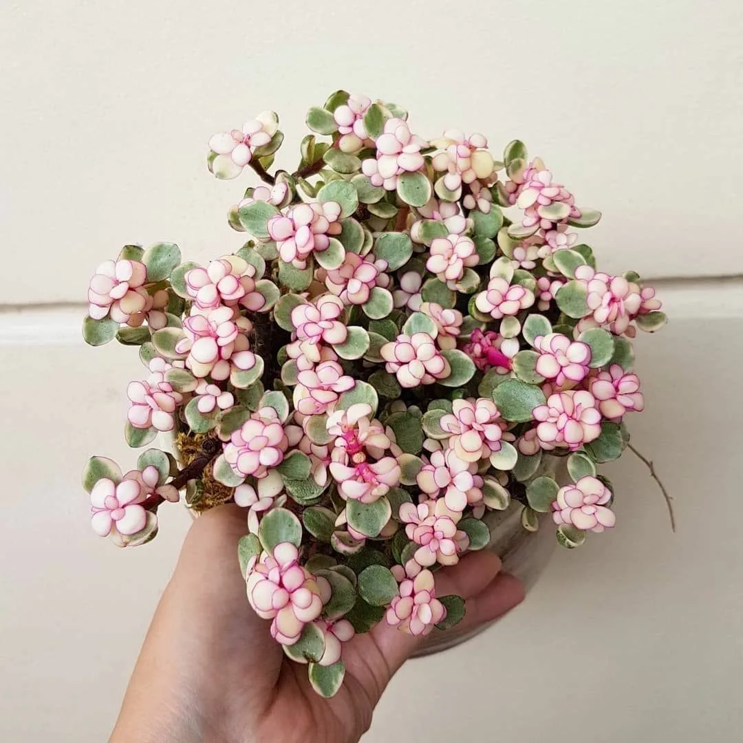 Изображение 1 к публикации «ПР | Про Растения 🌺»