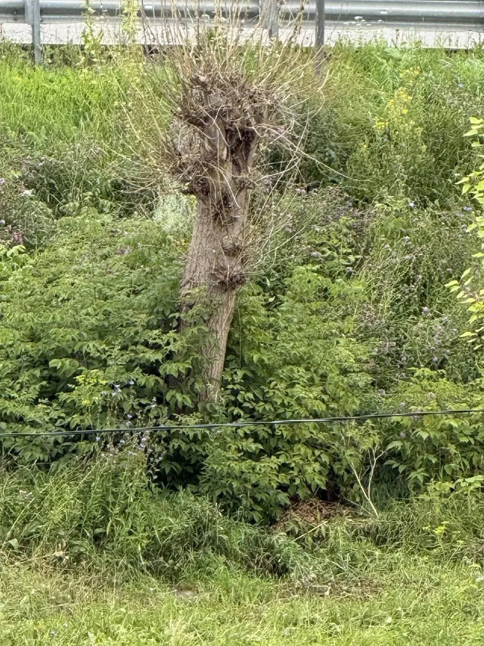 🌳 В Лениногорске жители возмущены агрессивным кронированием деревьев