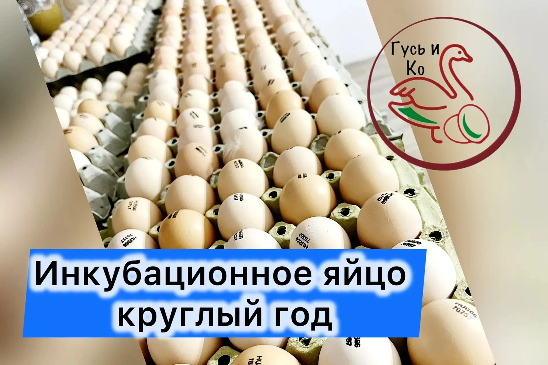 Ближайшая доставка инкубационного яйца