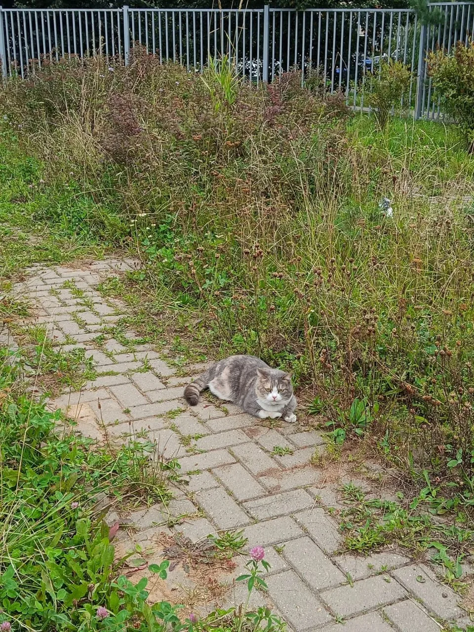 Кошечку с ошейником никто не терял, который день ее вижу , возле дома 12 к. 3 , а сейча...