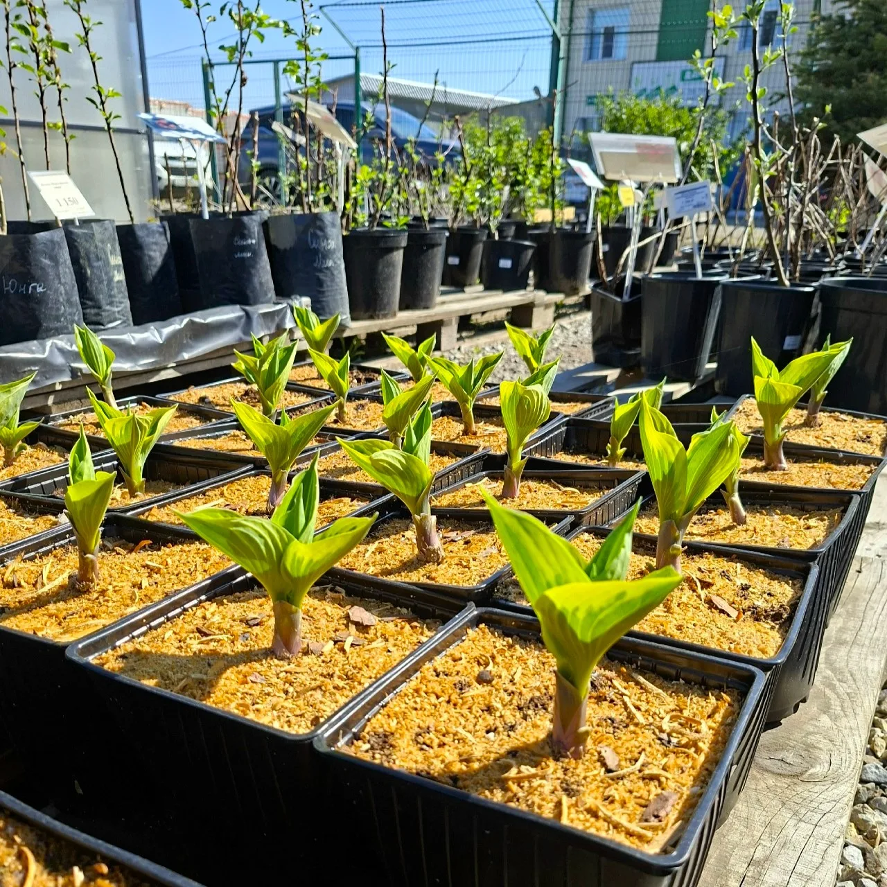 🌿 Новые хосты-гибриды на летней площадке

В продажу поступили саженцы хост в контейнерах С2/3.

⚡ Р