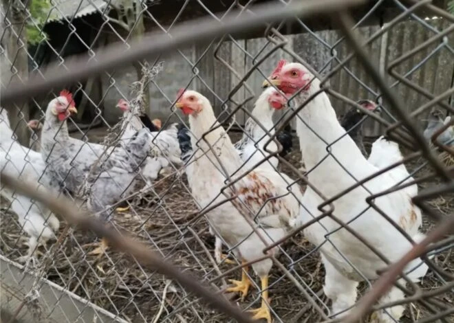 🐔 «Скрытый налог»? Россиян обяжут вешать таблички на курятники с 1 сентября 2026 года!